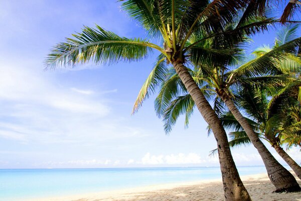 Palm island sea and ocean