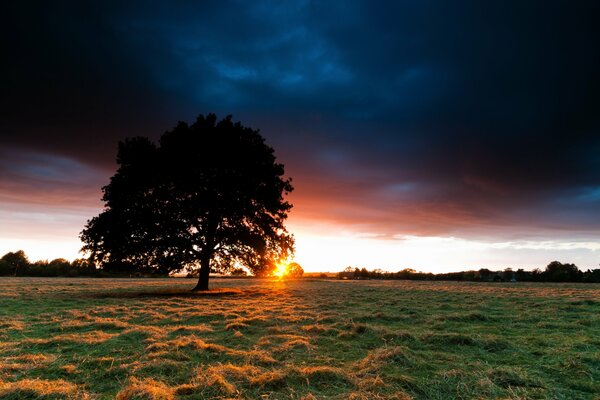 Baum im Feld bei Sonnenuntergang