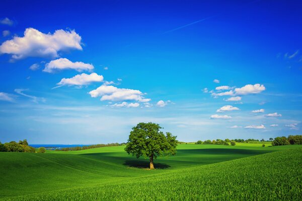 Un árbol solitario en un campo verde contra un cielo azul