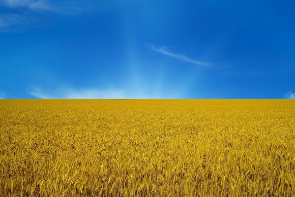 Rye field against the sky