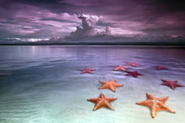 Grandi stelle marine in acqua di mare trasparente