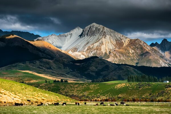 Montagnes et champs avec des animaux au pâturage