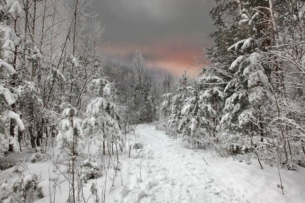 Sentiero calpestato attraverso la foresta invernale
