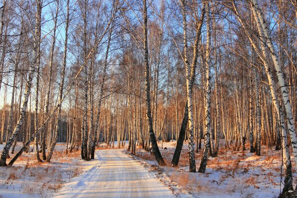 The road through the winter birch grove