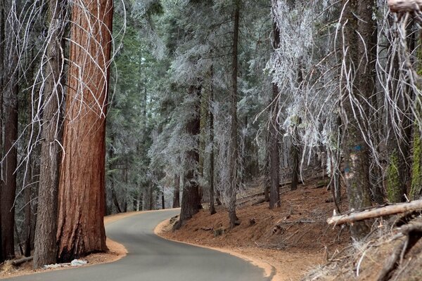 La strada per la foresta invernale di maiale