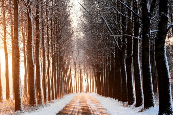 Alberi alti snelli lungo la strada innevata