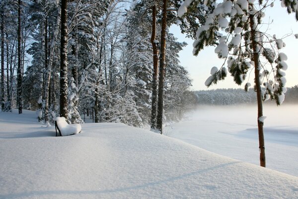 Paesaggio forestale con alberi innevati