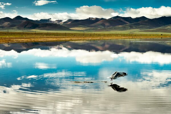 Pájaro en un lago rodeado de montañas tibetanas