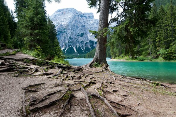 Forêt en Italie dans un mélange de montagnes