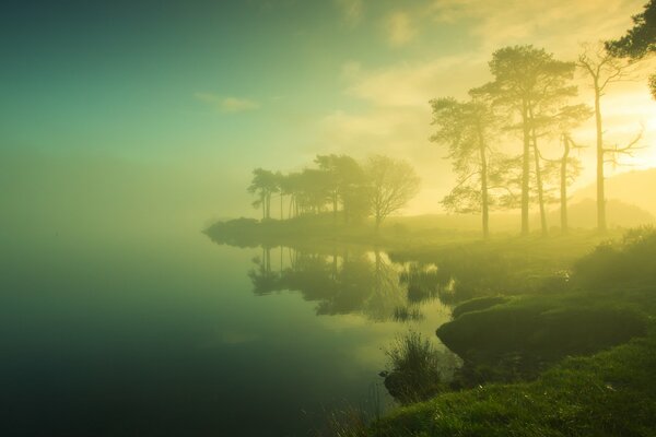 Fog over the forest shore