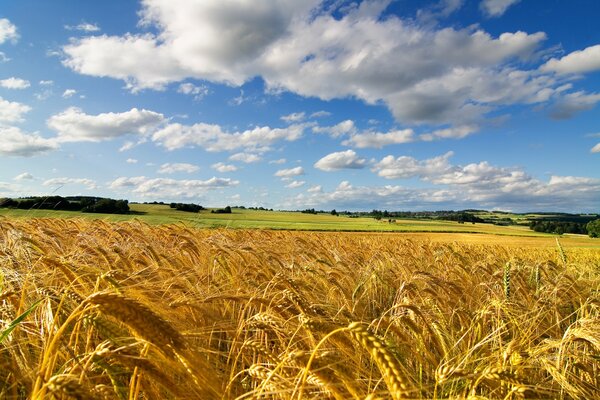 Yellow beautiful wheat field