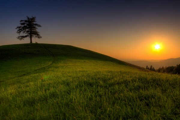 Fondo de pantalla de paisaje de gran formato con la imagen del sol, el árbol y la hierba