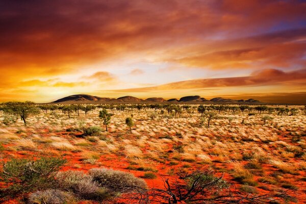 Incredible plants in the desert