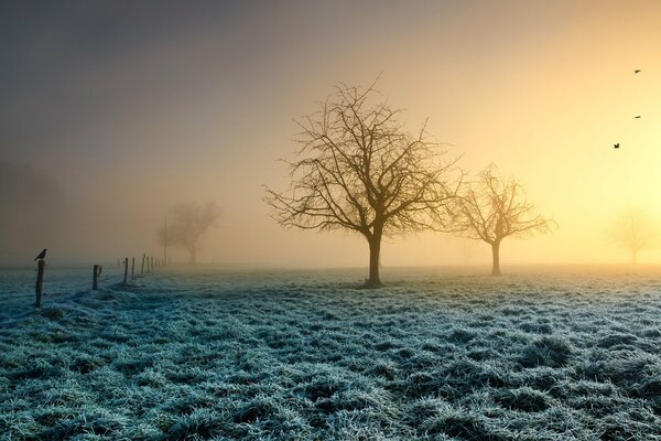 Frühe Trennung im Feld