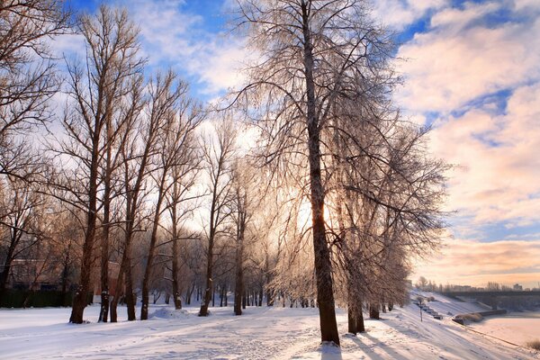 Białoruskie krajobrazy lasu zimą