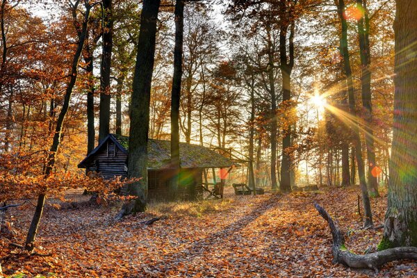 Capanna nella foresta autunnale sotto i raggi del sole splendente