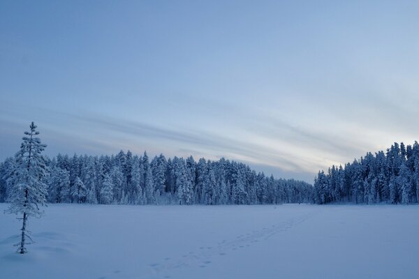 The expanse of fields among forests