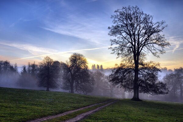 Bäume nahe der Straße im Feld