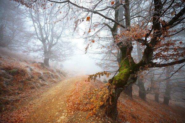 Nebel im mysteriösen gefrorenen Wald