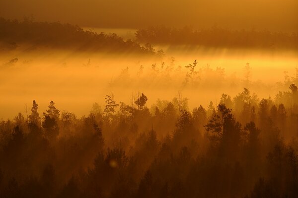 Splendida nebbia nella foresta