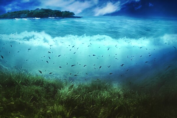 Peces en el fondo de la isla