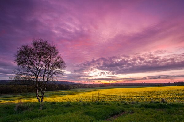 A scarlet sunset on the background of a green field and a single tree