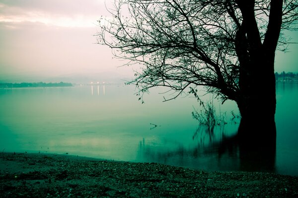 Baum im Nebel am Seeufer