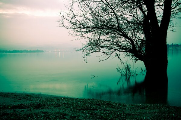 Arbre dans le brouillard au bord du lac