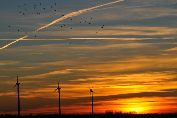 Los pájaros giran sobre los molinos de viento