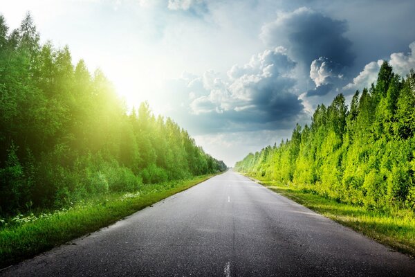 Paved road in the middle of the forest