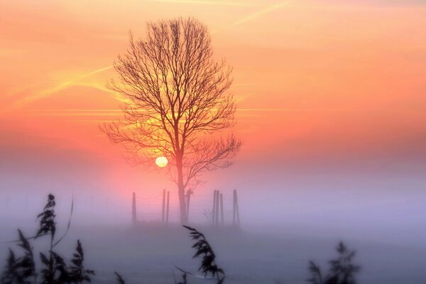 Albero nudo sullo sfondo di un tramonto nebbioso