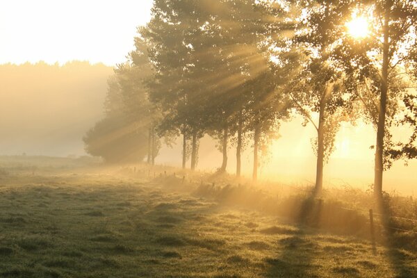 Alberi e campo all alba