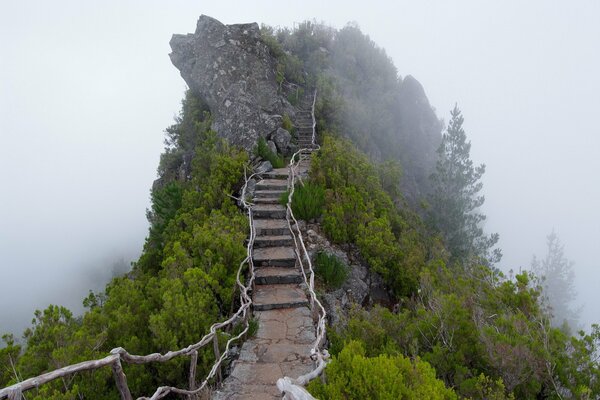 Scala di montagna in un boschetto di nebbia