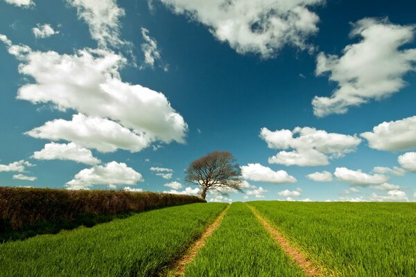 Sommerlandschaft. Straße im Feld, weg vom Baum