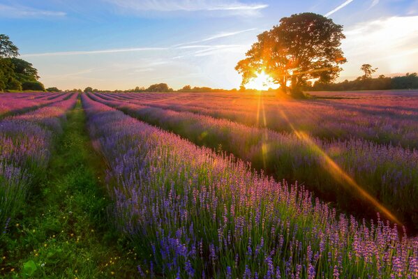 Campo con flores moradas