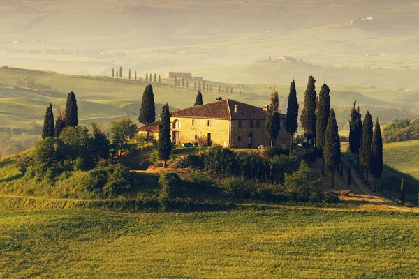 Yew trees around the house in Italy