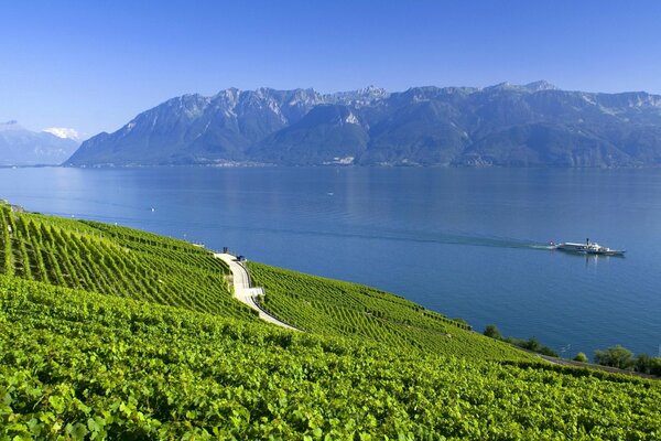 A lake in Switzerland among the plantation of ntacia