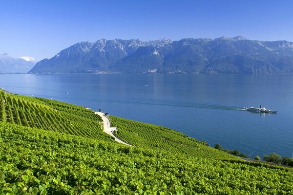 Jezioro w Szwajcarii wśród plantacji ntacji