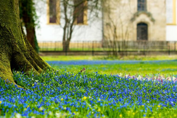 Clairière de fleurs bleues en fleurs