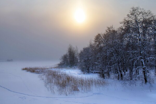 Tramonto invernale su uno sfondo di alberi