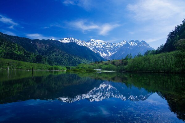 Bellissimo paesaggio nella foresta vicino al fiume con vista sulle montagne