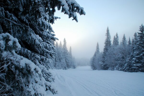 Nebliger Morgen im verschneiten Wald