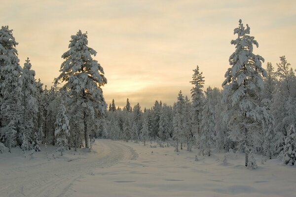 Alberi nel tramonto invernale