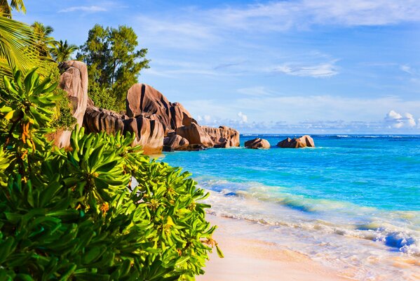 Playa soleada con palmeras y arena