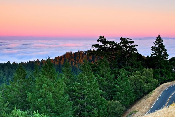 Bosque de pinos de California cerca del océano