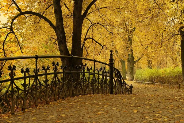 Alberi in foglie gialle nel parco autunnale