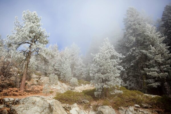 A picture in the gloomy gray tones of nature