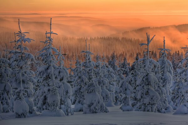 Fichten sind mit Winterschnee umwickelt