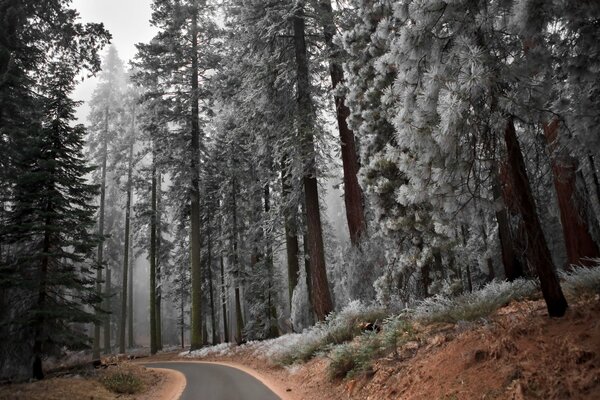 Slender firs and pines on the side of a smooth road