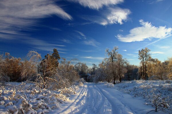 Strada invernale nella foresta innevata